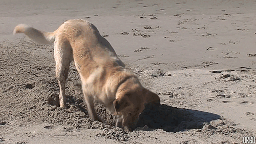a labrador retriever dog digging a hole in the sand